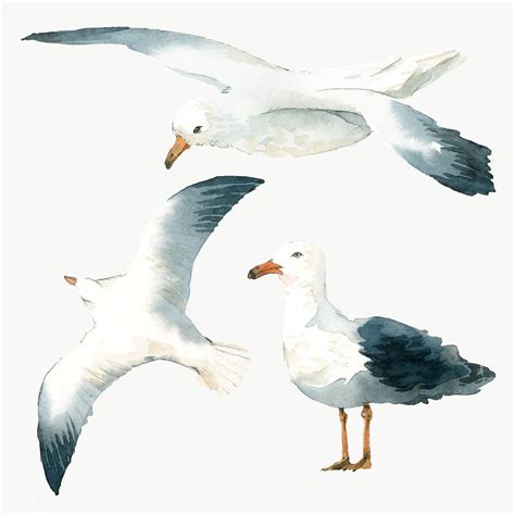 Watercolor painted seagull transparent png | premium image by rawpixel ...