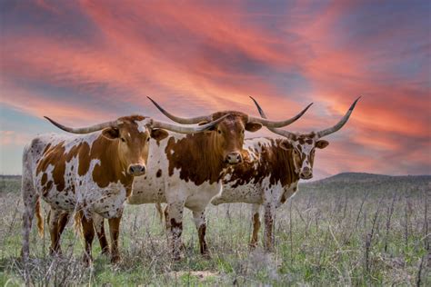 Long-Horned Cattle Breeds - Farmhouse Guide