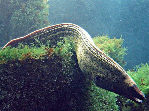 Pin by Aubre Schoenleber on Moray Eels | Bvi, Snorkeling, Moray eel