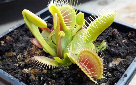 Should I let my Venus Flytrap flower? | Tom’s Carnivores