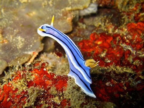 Chromodoris lochi, common name Loch's Chromodoris, is a species of colorful sea slug, a dorid ...