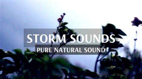 Forest Wind & Storm Sounds | Relaxing White Noise