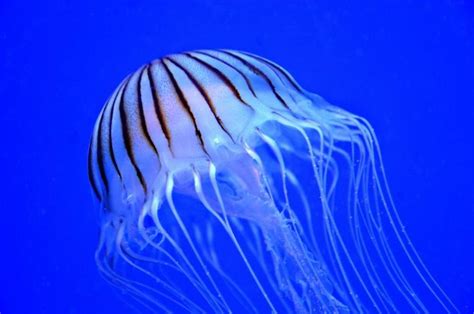 Jellyfish Facts: Things You Didn’t Know About Jellyfish