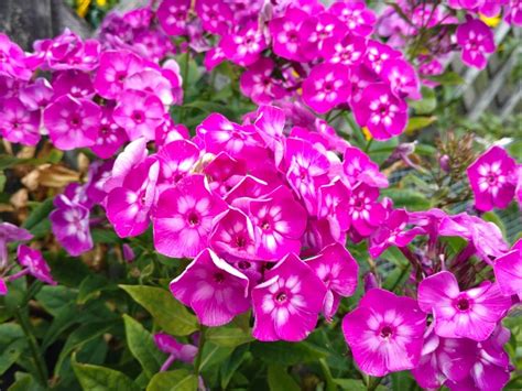 Phlox Care - Planting, Growing & Cultural Information