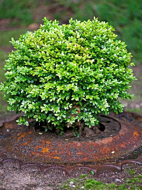 22 Best Plants for Hedges | Better Homes & Gardens