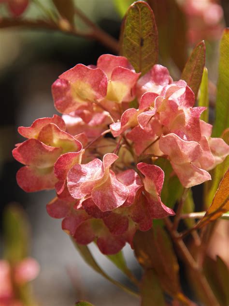 Dodonaea viscosa 'Purpurea' (PurpleHopseed Bush)