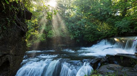 Waterfalls Forest