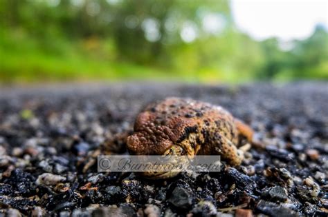 Burntmoon.com | Nature | Dead toad, Bufo bufo, on a road