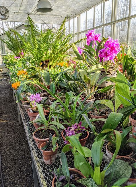 Blooming Orchids in My Greenhouse - The Martha Stewart Blog