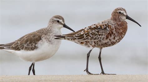 Curlew Sandpiper - BirdLife Australia