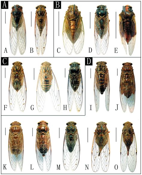 Cicada Types