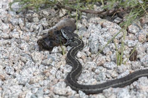 What is a Western Terrestrial Garter Snake (Thamnophis elegans ...