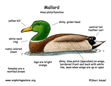 Duck (Mallard)