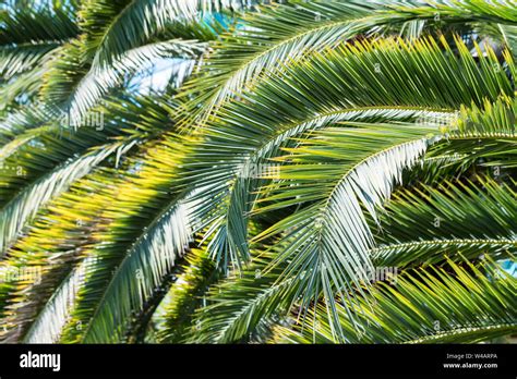 Phoenix palm tree leaves pattern in nature Stock Photo - Alamy