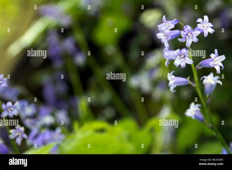 Scottish Bluebell Flowers Stock Photo - Alamy