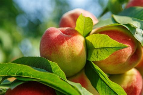 Peach Tree Care - How To Grow And Harvest Peach Trees