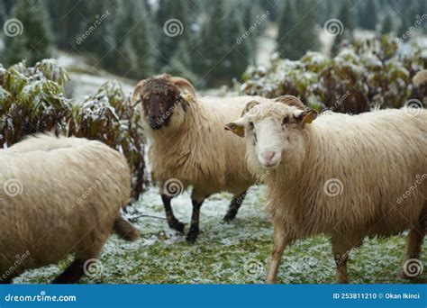 Sheep stock photo. Image of tree, blooming, garden, april - 253811210