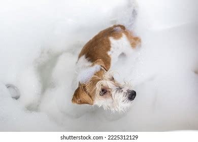 1,837 Jack Russell Grooming Stock Photos, Images & Photography ...