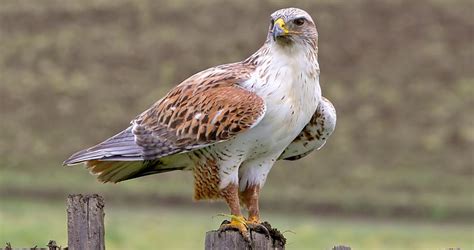 Ferruginous Hawk Identification, All About Birds, Cornell Lab of ...