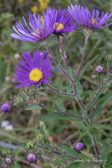 "What's Blooming Now" : New England Aster (Aster novae-angliae)