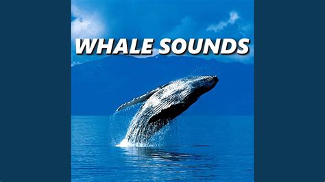 Pure Whale Sounds - YouTube