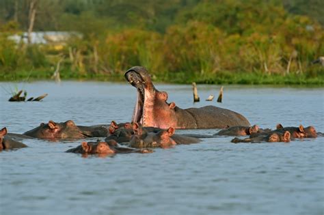 Lake Naivasha Scenic Wildlife Boat Cruise - Beyond Experience