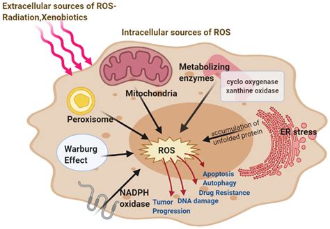 Antioxidants | Free Full-Text | Oxidative Stress in Cancer Cell ...