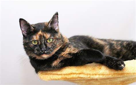 10 Things You Didn't Know About the Tortoiseshell Cat