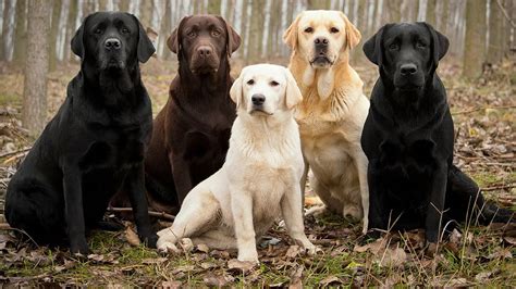 Labrador Retriever Facts - YouTube