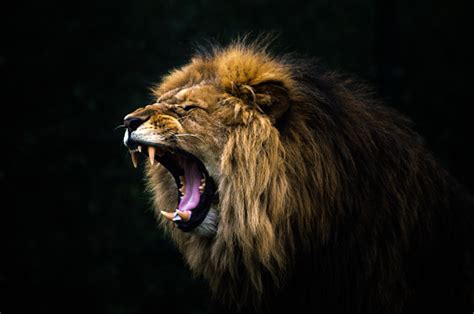 Close Up Of A Roaring Lion Stock Photo - Download Image Now - Lion ...