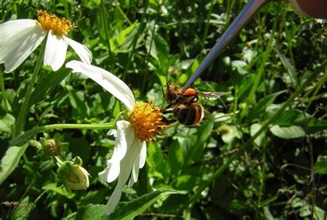 Social bees mark dangerous flowers with chemical signals | Flowers, Bee, Pollination