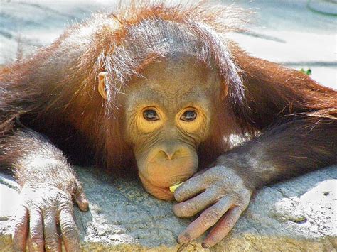 Bornean Orangutan baby at Phx Zoo | Bornean orangutan, Orangutan, Baby ...