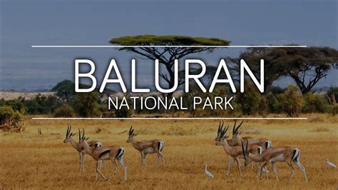 BALURAN NATIONAL PARK ( LITTLE AFRICA OF JAVA ) – THALIA