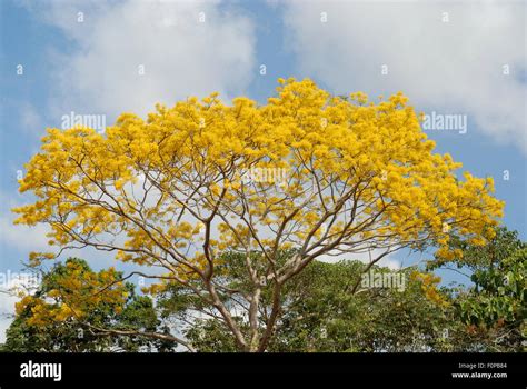 Beautiful Guayacan tree in full bloom in the rain forest of Panama Stock Photo - Alamy