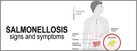 Salmonellosis: Causes, Symptoms And Treatment | Netmeds