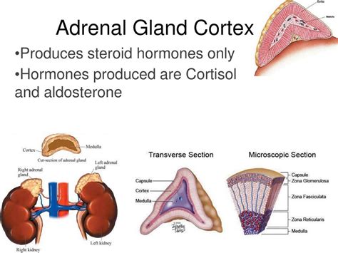 PPT - Adrenal Gland Cortex PowerPoint Presentation, free download - ID:2536880