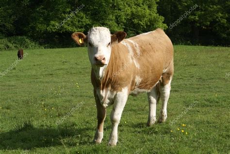 Hereford. Hereford cow. cattle. beef cattle breed from Herefordshire ...