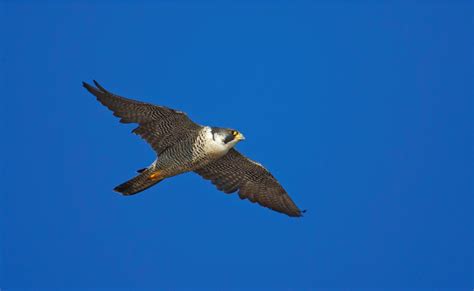 British Birds: Diet and prey selection of urban-dwelling Peregrine Falcons in southwest England ...