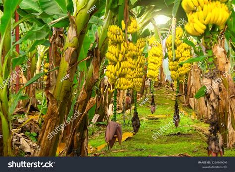 556 Banana Tree Ecuador Images, Stock Photos & Vectors | Shutterstock