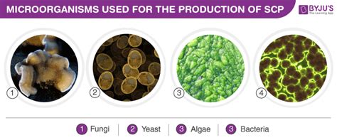 Single Cell Protein-Production, Importance and Applications