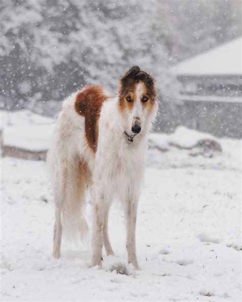 Borzoi Gigi on Instagram: “First snow of the season 😍🐕💛 ️” | Borzoi ...