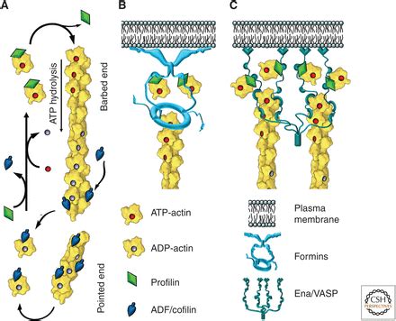 The Actin Cytoskeleton and Actin-Based Motility