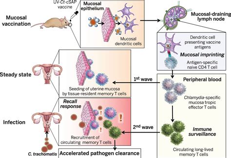 A mucosal vaccine against Chlamydia trachomatis generates two waves of protective memory T cells ...