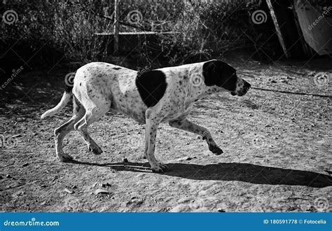 Funny attentive dog stock photo. Image of brown, animal - 180591778