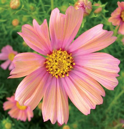 Five Unexpected Ways Cosmos Flower Colors Can Make Your Life Better | Cut flower garden, Flower ...