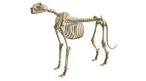 Cheetah Skeleton - Buy Royalty Free 3D model by 3DHorse [9c4d4d5 ...