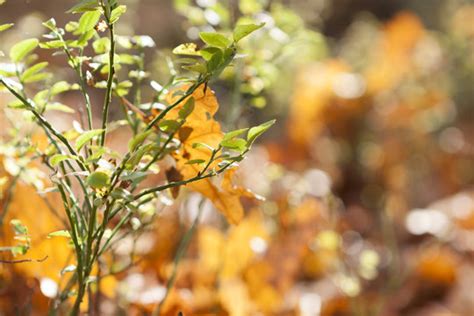 "Magical Autumn" Images – Browse 50 Stock Photos, Vectors, and Video | Adobe Stock