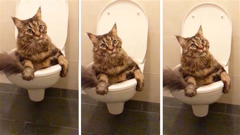 Cute Cat Gets Stuck In A Toilet Bowl - YouTube