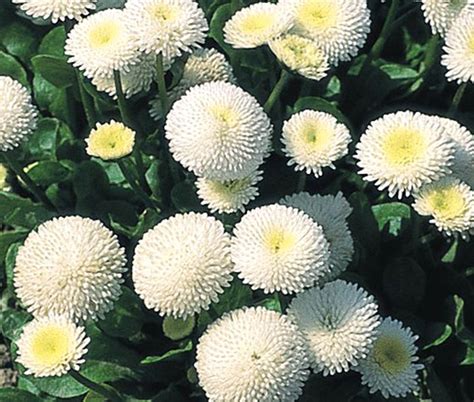 Daisy English Bellis Perennis Seeds