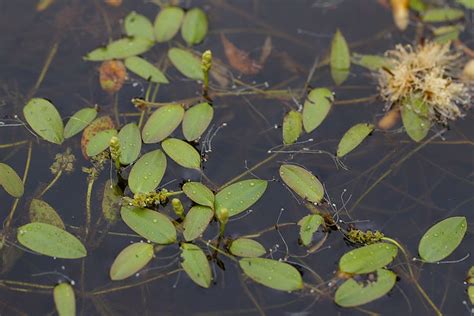 Floating Pond Weed Identification